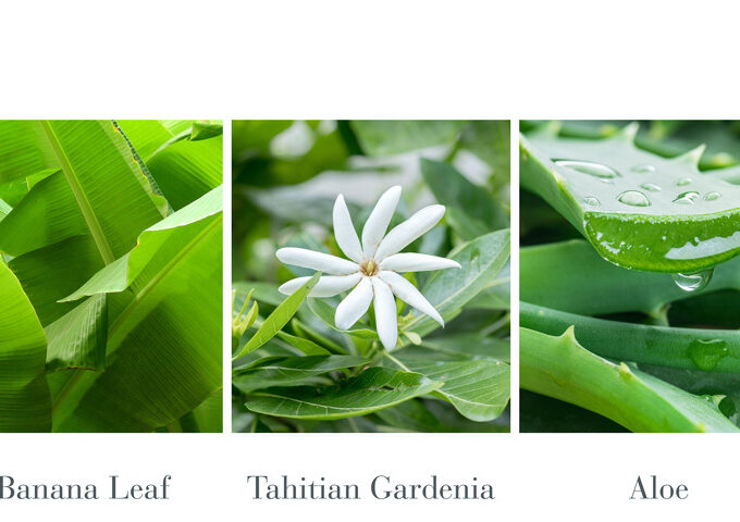 Antica Farmacista Lush Palm Body Moisturiser